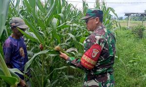 sinergi-hijau-di-sumbersuko-babinsa-dan-petani-bersama-jaga-ketahanan-pangan