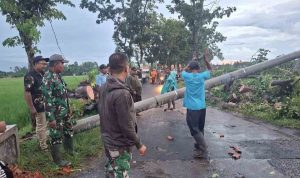babinsa-sumbersari-bpbd-bersihkan-pohon-tumbang-pasca-puting-beliung